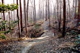 The trail crosses a gully on a short bridge.