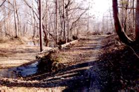 The trail and creek are quite close here.