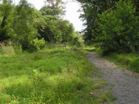 The trail goes straight for a short distance, then turns left.  The trail narrows and no longer contains gravel.