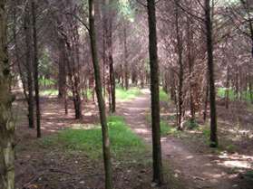 The trail passes through a series of evergreen trees.