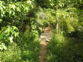 The bridge carries the trail over a mud hole.