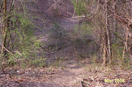 The trail goes through a short sunny section where the brush is heavy.