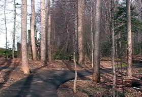 Another trail intersects from the left.  Continue to the right on the present trail following the stream.