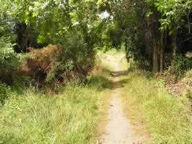 The natural surface trail crosses a meadow.