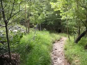 The trail passes through some brush after leaving the Dulles Highways.