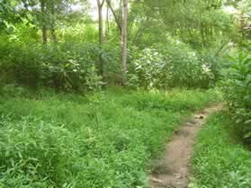 A natural surface trail from Squaw Valley Dr. intersects from the left.  Continue straight on the current trail.