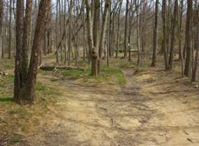 The trails split after the stream crossing but rejoin after a short distance.