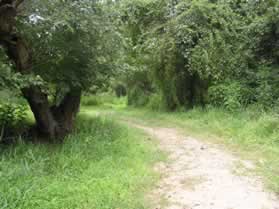 A widened trail turns left from the crossing.