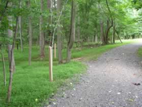 A dirt trail intersects from the left.  Notice the CCT markers here.  Turn left to follow that trail.