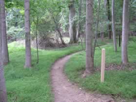 Take the natural surface trail into the wooded area.