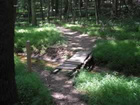 The crosses a small stream on a bridge. Go straight at the trail intersection after the bridge.