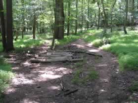 Bicyclists have placed logs in a muddy section of the trail.