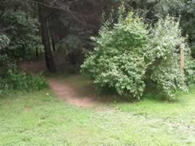 The trail enters the woods.  Notice the CCT marker to the right of the bush.