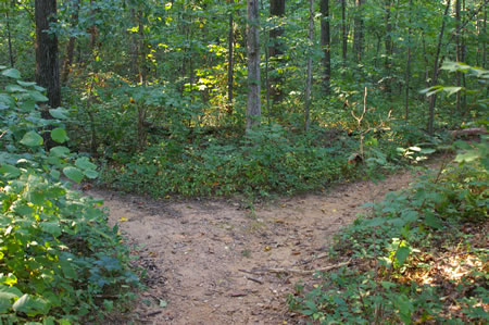 A trail intersects from the left. Keep straight on the current trail.