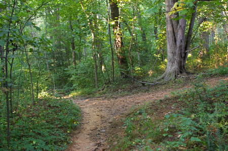 A trail from the soccer field intersects from the right. Keep straight on the current trail as it soon turns to the left.
