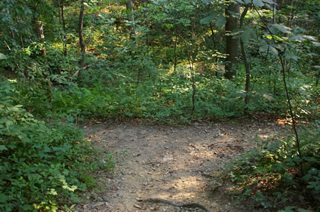 After going down a hill the trail splits. Take the trail to the left.