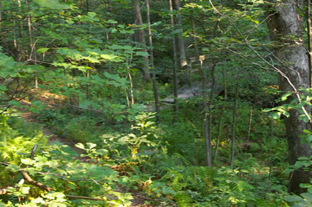 Notice the bridge in the distance on the trail to the left.