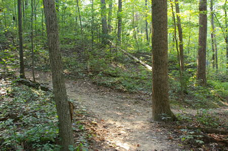 After a very short distance take the intersecting trail to the left away from the stream.