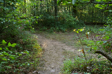 A trail intersects from the right. Continue on the present trail.