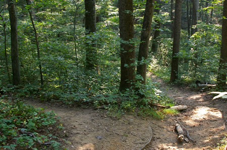 The trail splits. Take the trail to the left. Both sections rejoin later.