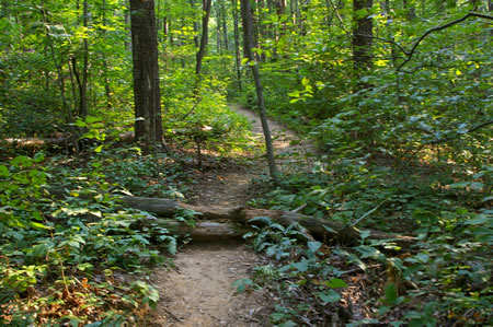 The other branch of the trail rejoins from the right just after crossing these logs. Continue straight on the present trail.