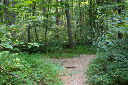 A trail intersects from the left. Keep to the right on the present trail.