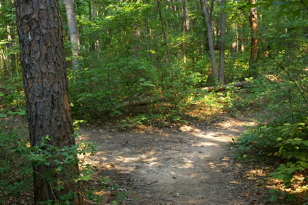 A trail intersects from the left. Turn left to follow that trail down a hill.