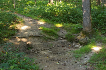 The trail crosses another section of the dry creek bed and climbs a hill on the other side.