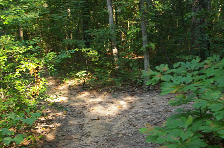 After climbing the hill a trail intersects from the right. Continue straight on the present trail as it starts down another hill and curves to the left.