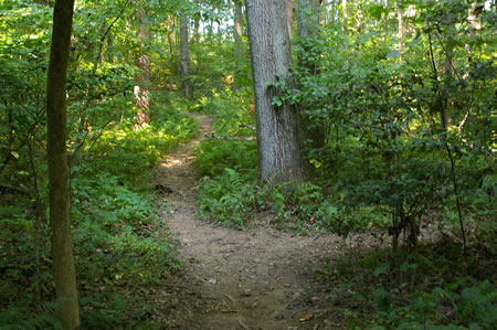 A trail intersects from the right. Continue straight on the present trail up the hill.
