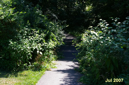 The asphalt path enters the woods.