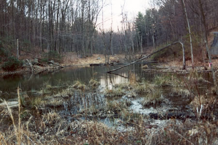 The pond in late evening.