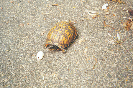 This box turtle was also using the trail.
