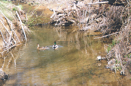 Ducks may be found in the stream in the spring.