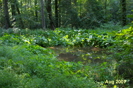 The Glade Pond will be on your left. 