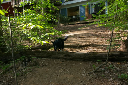 A short distance past the last trail intersection you may notice a Border Collie  behind a fence on the left. The dog is shown preparing to return a tennis ball he has retrieved in a game of fetch. This dog loves to place fetch with people passing by.