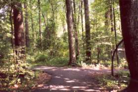 Turn left and continue in the woods at this trail intersection.