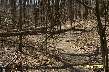 These trees were across the unofficial trail when the picture was taken. They were easily bypassed.