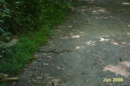 A Northern Water Snake scrambles to get out of our sight.  Their venom is not poisonous .