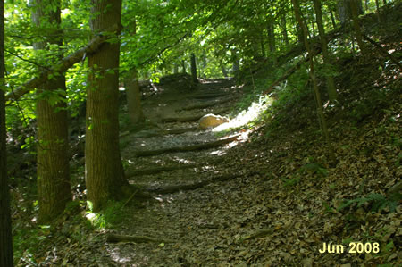 The trail makes a steep climb up a ridge. Steps are provided here.