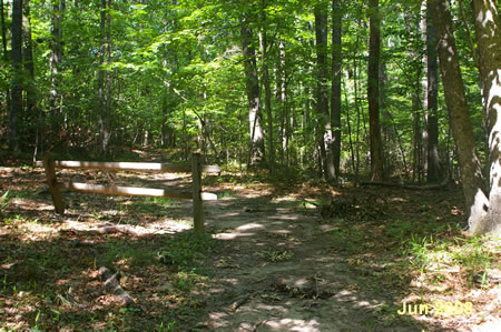 Turn right at the trail intersection at the top of the hill.