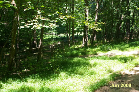 The end of the swamp trail connects on the left here.