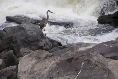 This blue heron has one of the best views of the falls.