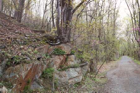 This tree appears to be growing out of solid rock.