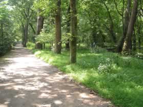 A trail intersects from the right.  Continue straight on the present trail.  The section to the right was a holding basin for canal boats waiting to enter the locks.