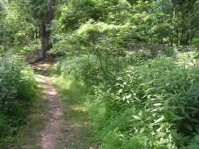 The narrow trail to the right leads to the remains of a Matildaville building.