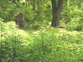 This chimney is the last remains of a Matildaville building.