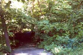 The path goes down a steep hill into the woods and turns right.