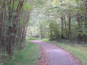 The path enters a wooded area along the stream.
