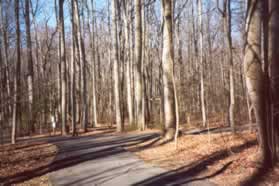 At the next trail intersection turn right.